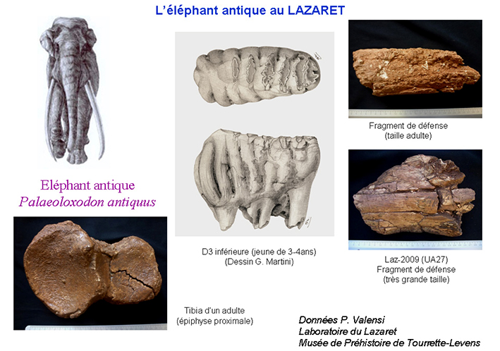 Elephants-Unia_14-11-13